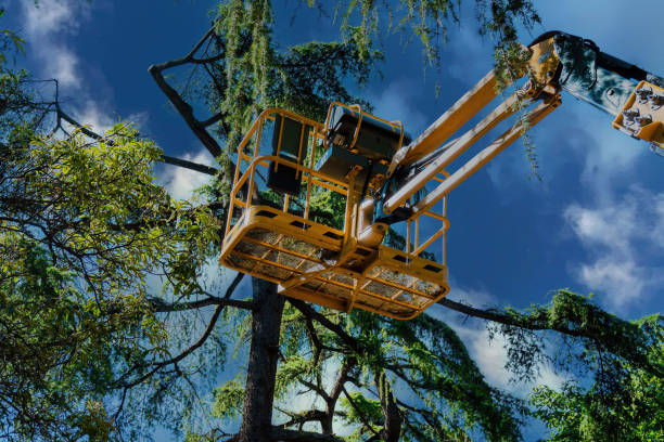 How Our Tree Care Process Works  in  Santa Rosa, NM